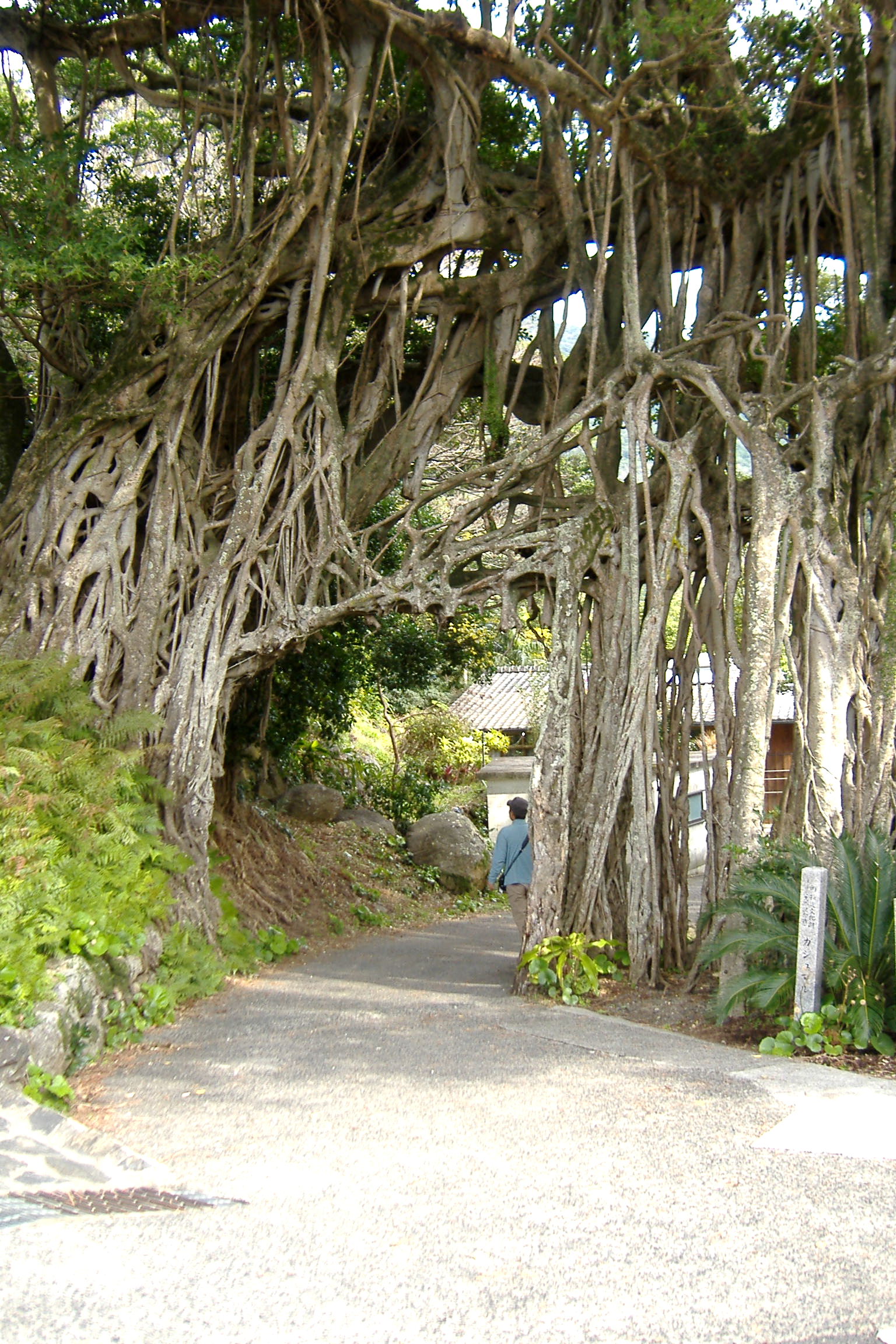 ラサール条約世界遺産