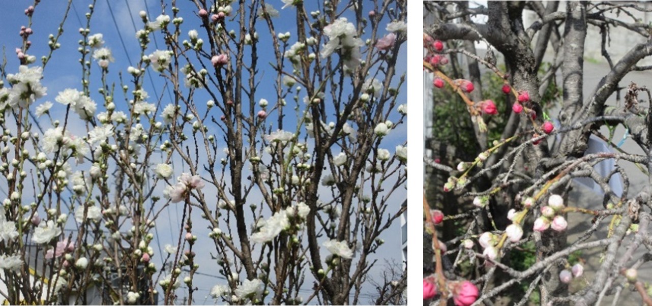 源平咲き分け(花桃)