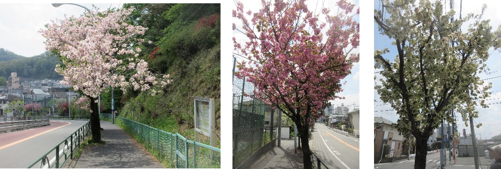 図３　玉森林科学園（３枚組）