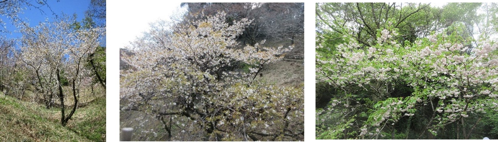 図５桜１（３枚組）