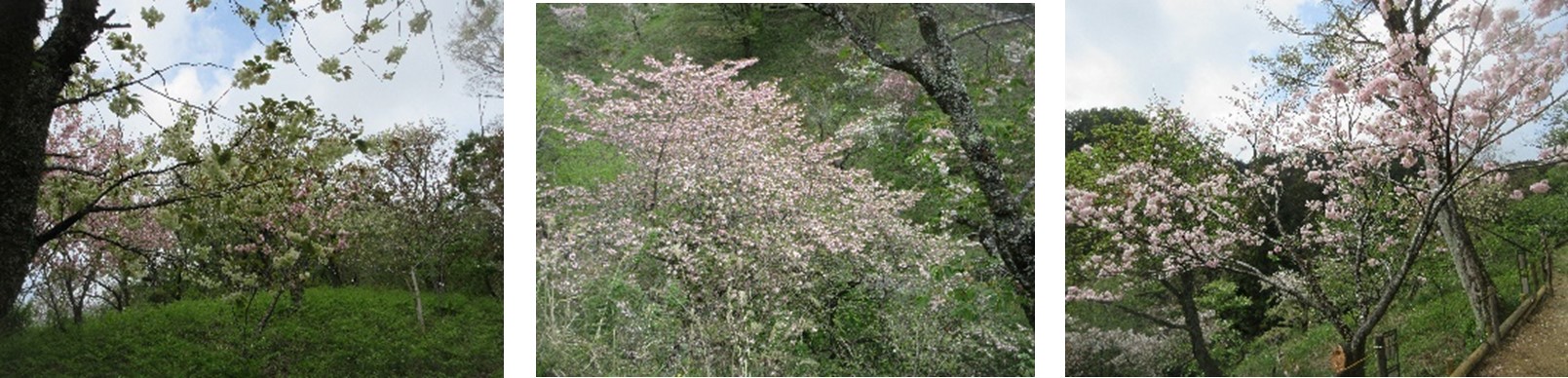 図６　玉森林科学園（３枚組）